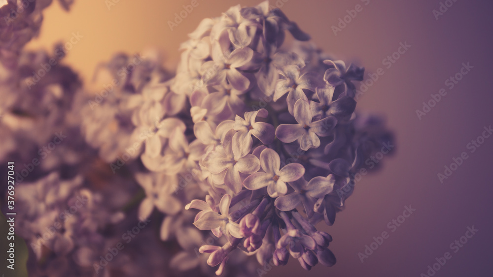 Obraz premium purple flowers (Lilac)