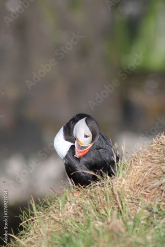 Puffins in North East Iceland 