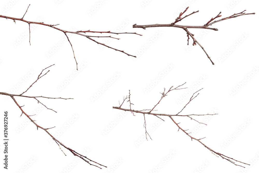 dry branch of an apricot tree. isolated on white background. set, collection dry branch of an apricot tree. isolated on white background. set, collection