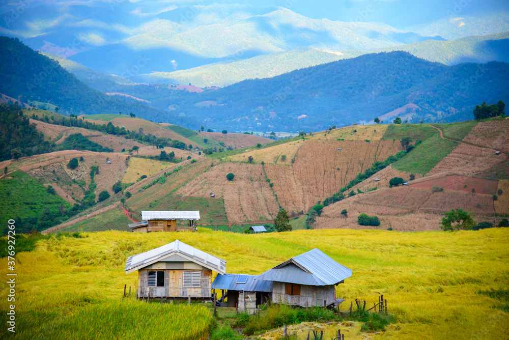 A house in the middle of a yellow field in a natural valley in Chiang Mai Province, Thailand.