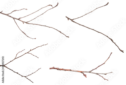 dry branch of an apricot tree. isolated on white background. set, collection