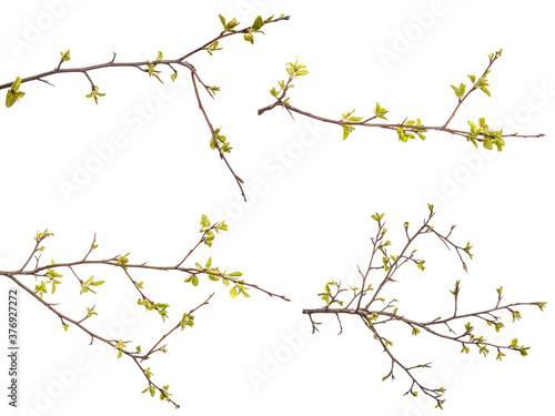 pear tree branch with young green leaves isolated on white background. set, collection