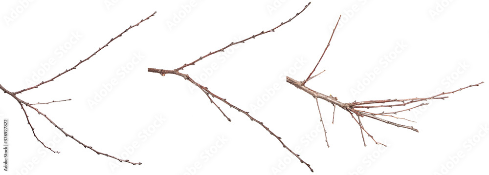 dry apricot tree branches on a white background. set, collection dry apricot tree branches on a white background. set, collection