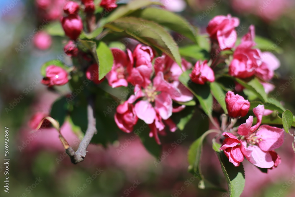 Obraz premium pink cherry blossom
