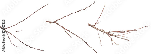 dry apricot tree branches on a white background. set  collection