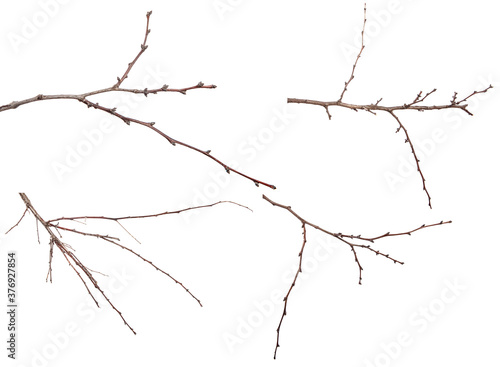 dry apricot tree branches on a white background. set, collection