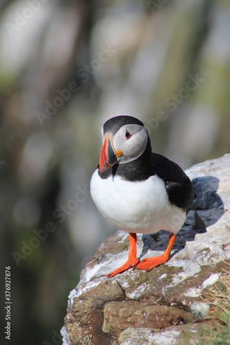 Puffins in North East Iceland  photo