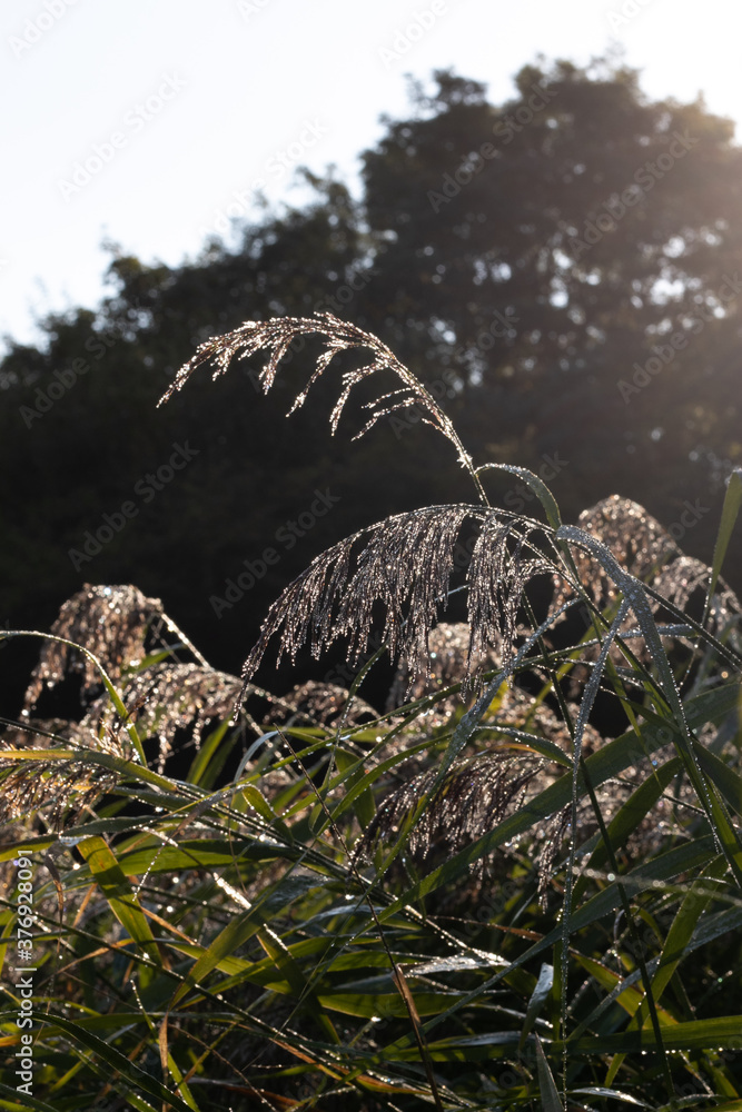 Obraz premium Plants and leaves on a rainy day in the forest