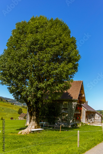 A typical Appenzeller wooden farmhouse with shigles and geranium flowers in the village of Bruelisau in Switzerland
