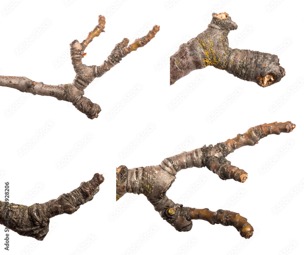 part of an old dry pear tree branch. isolated on white background. set, collection