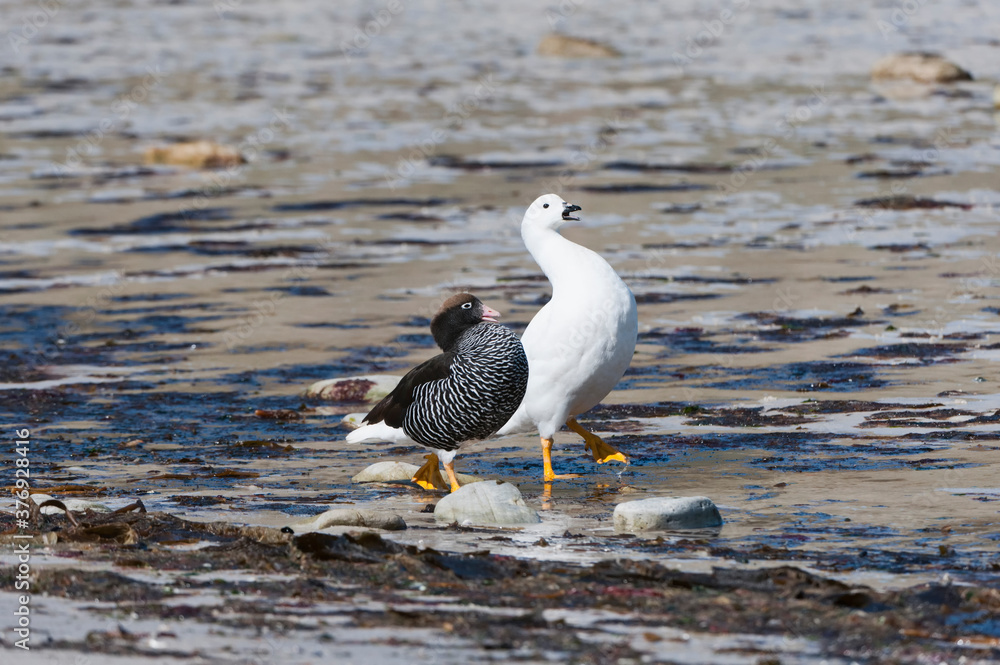 Kelp Geese (Chloephaga hybrida) walking on the shore, New Island, Falkland Islands