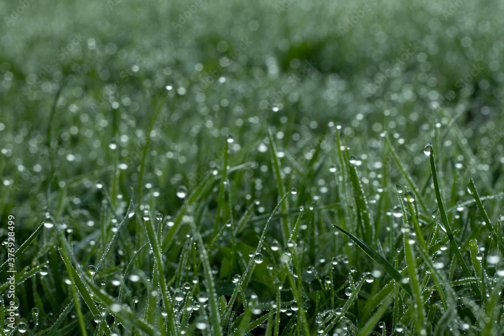 Obraz premium water drops in wet grass 