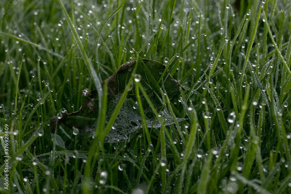 Obraz premium water drops in wet grass 