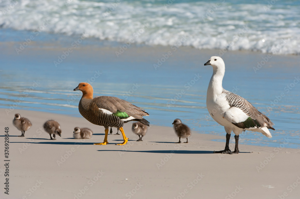 Fototapeta premium Upland or Magellan Geese (Chloephaga picta) with chicks on the shore, Saunders Island, Falkland Islands