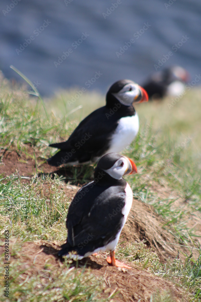 Naklejka premium Puffins in North East Iceland 