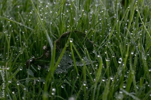 water drops in wet grass 