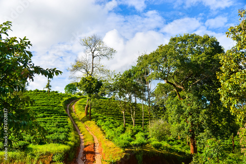 Trees, sky and clouds, hillwalk for cars, nature background.