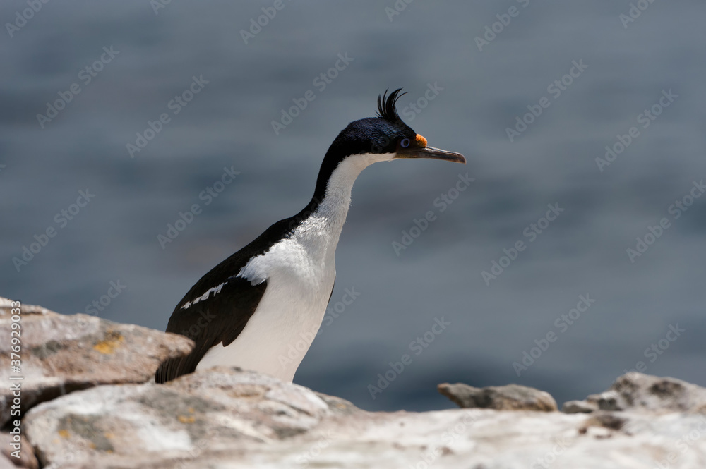 Fototapeta premium Imperial Shag, formerly Blue-eyed or King Cormorant, (Phalacrocorax atriceps), New Island, Falkland Islands