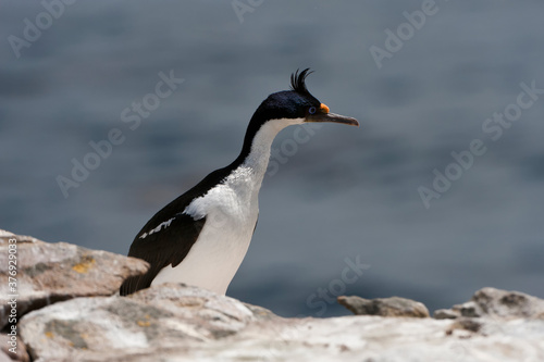 Imperial Shag  formerly Blue-eyed or King Cormorant   Phalacrocorax atriceps   New Island  Falkland Islands