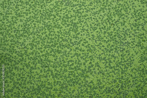 Top view of green fresh Azolla ( Mosquito fern ) is a kind of small water fern on the water