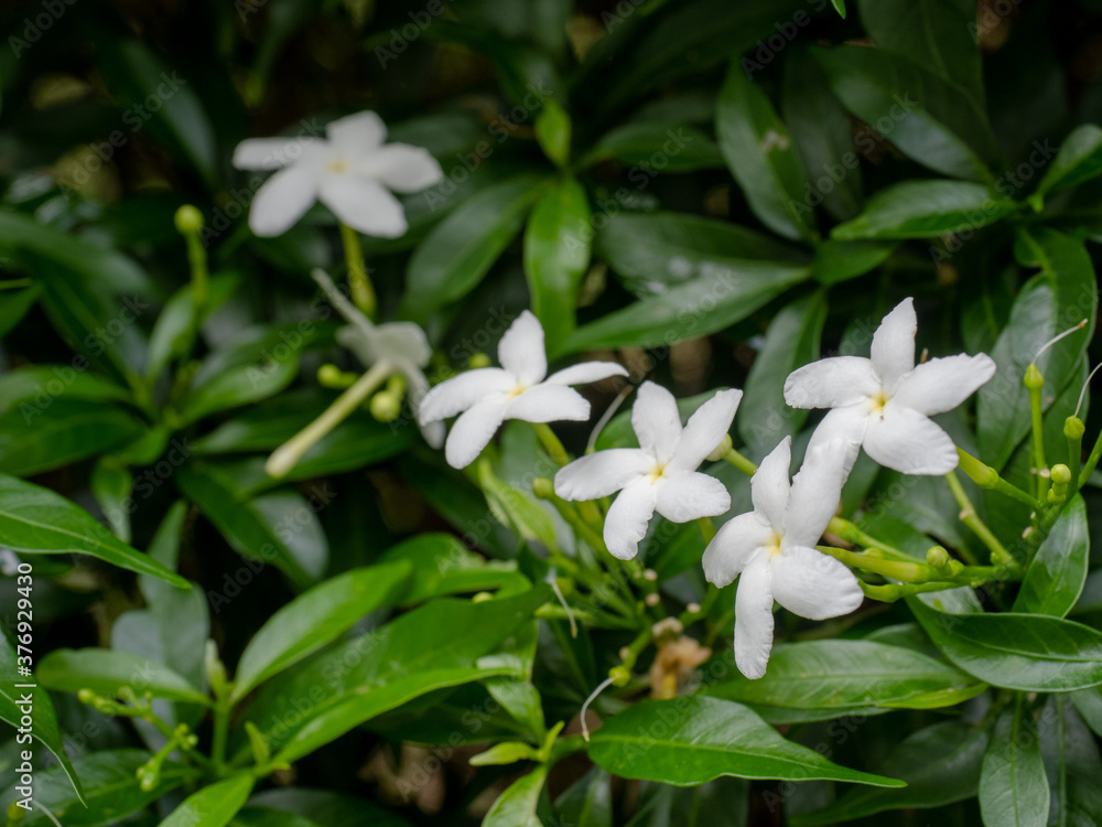 Water Jasmine, Close-UP set of flowers in Chiang-Mai, Thailand Water Jasmine, Close-UP set of flowers in Chiang-Mai, Thailand