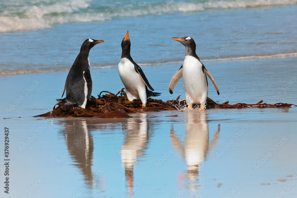 Obraz premium Group of Gentoo penguins (Pygoscelis papua) fighting on the beach, Saunders Island, Falkland Islands