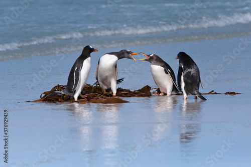 Group of Gentoo penguins  Pygoscelis papua  fighting on the beach  Saunders Island  Falkland Islands