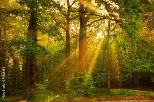 Glowing rays of summer sun through deciduous forest foliage