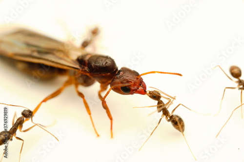 Carpenter ant with worker blackant © John Triumfante