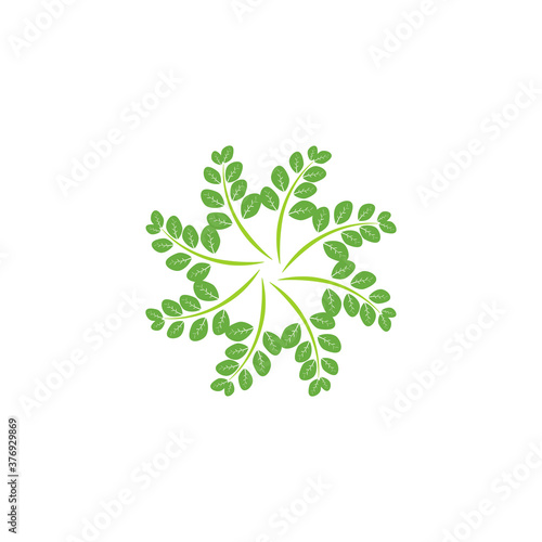 Moringa leaf Logo Template vector