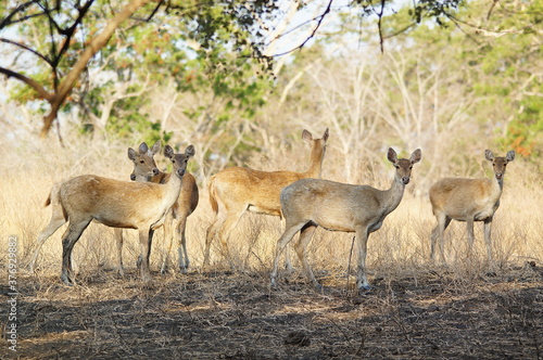 Fototapeta Naklejka Na Ścianę i Meble -  impala in the savannah