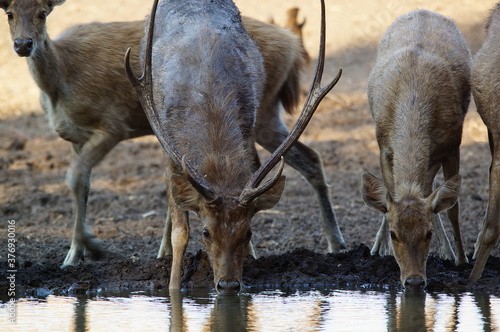Fototapeta Naklejka Na Ścianę i Meble -  deer in the lake