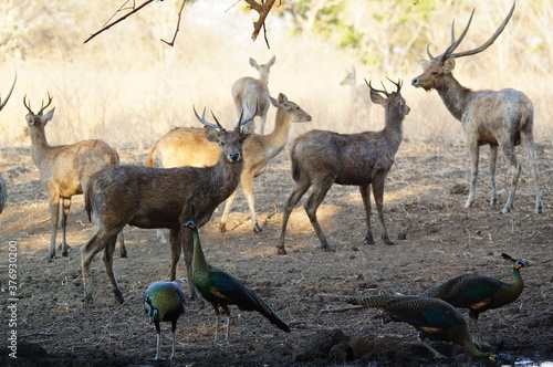 Fototapeta Naklejka Na Ścianę i Meble -  group of deer
