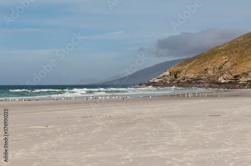 Rockhopper penguins (Eudyptes chrysocome) on the beach, Saunders Island, Falkland (Malvinas) Islands photo