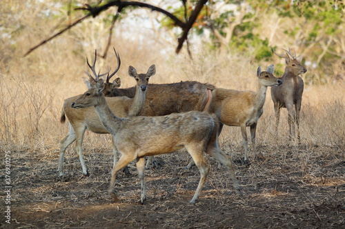 Fototapeta Naklejka Na Ścianę i Meble -  deer in the wild