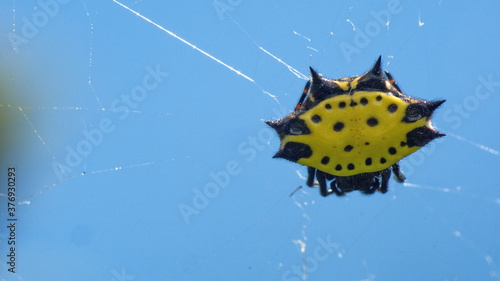 Spiny orb weaver spider in a web, against  blue sky, in Cotacachi, Ecuador photo