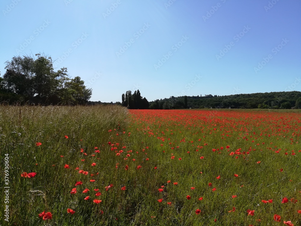 Obraz premium coquelicots