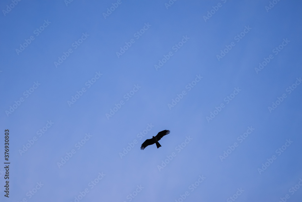 eagle in flight on blue sky