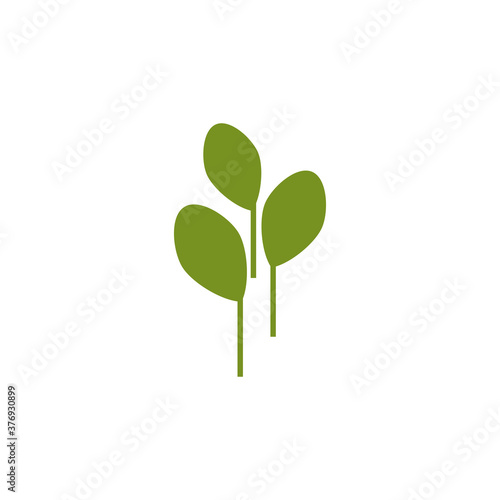 Moringa leaf Logo Template vector