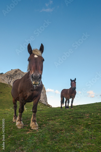 Two horses look at camera outdoors in a sunny day. Vertical photo