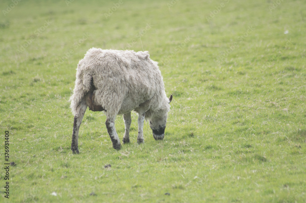 A sheep grazing in a Yorkshire field A sheep grazing in a Yorkshire field