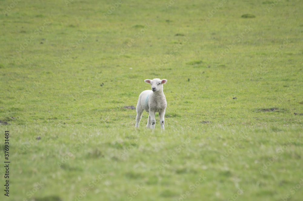 A lamb grazing in a Yorkshire field. A lamb grazing in a Yorkshire field.