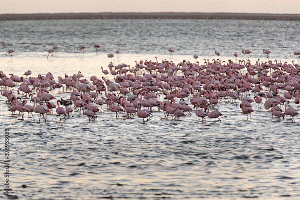 Flamencos rosas en el mar de Namibia. Flamencos rosas en el mar de Namibia.