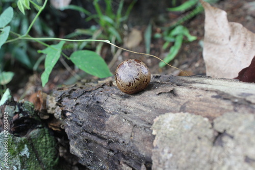snail on a leaf