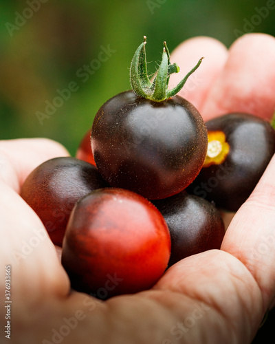 black cherry tomatoes held in a hand photo