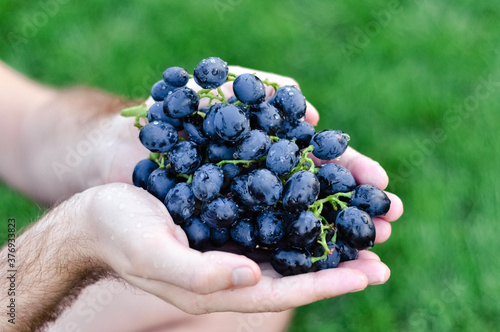 Male hands holding fresh bunch of black grapes harvest. Man holding ripe dark blue wine grapes, closeup