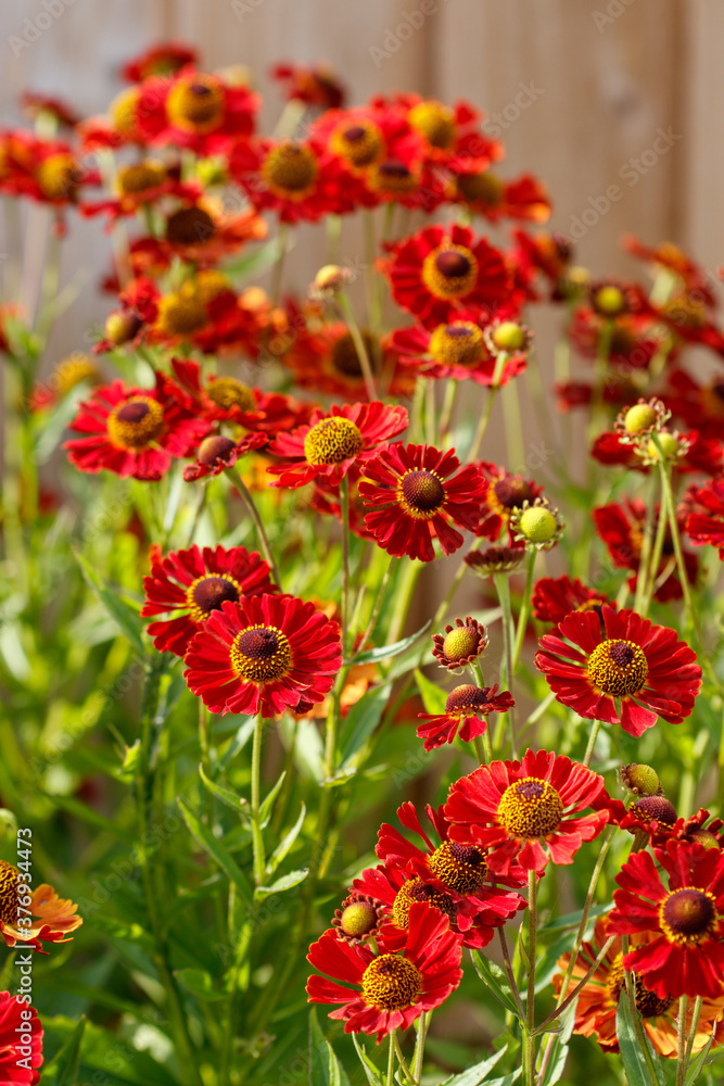 Naklejka premium Red Helenium (Common Sneezweed) Flowers