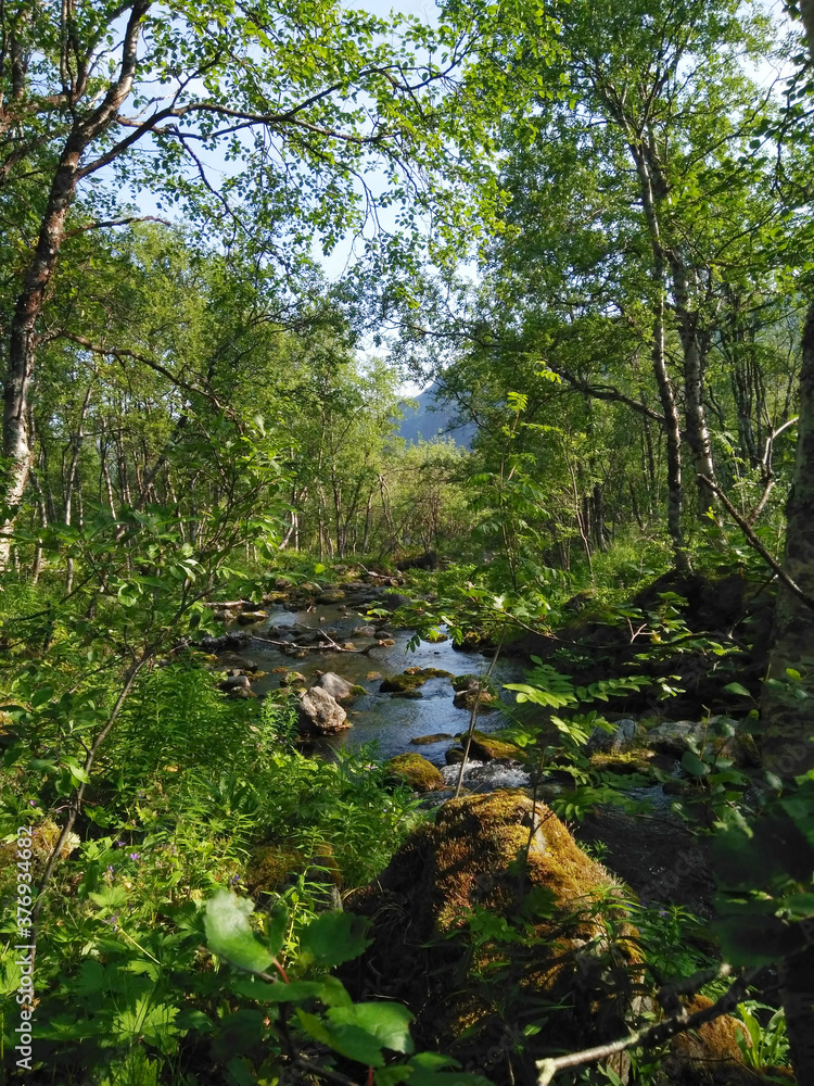 mountain river in green mountain river in green