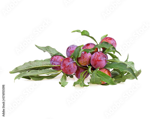 red cherry plum with green leaves isolated on white background