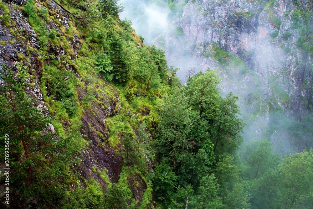 Bosque montano de los Cárpatos en el valle del río Arges. Árboles entre